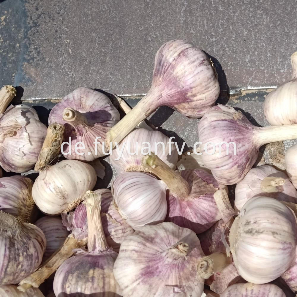 2019 New Crop Normal White Garlic